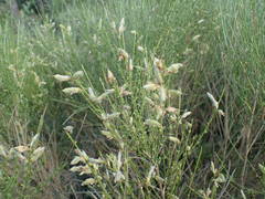 Genista cinerea