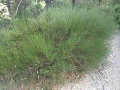 Genista cinerea