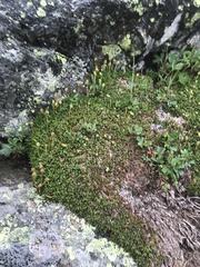 Diapensia lapponica
