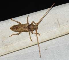 Enaphalodes rufulus