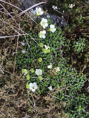 Diapensia lapponica
