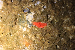 Cnemidocarpa finmarkiensis