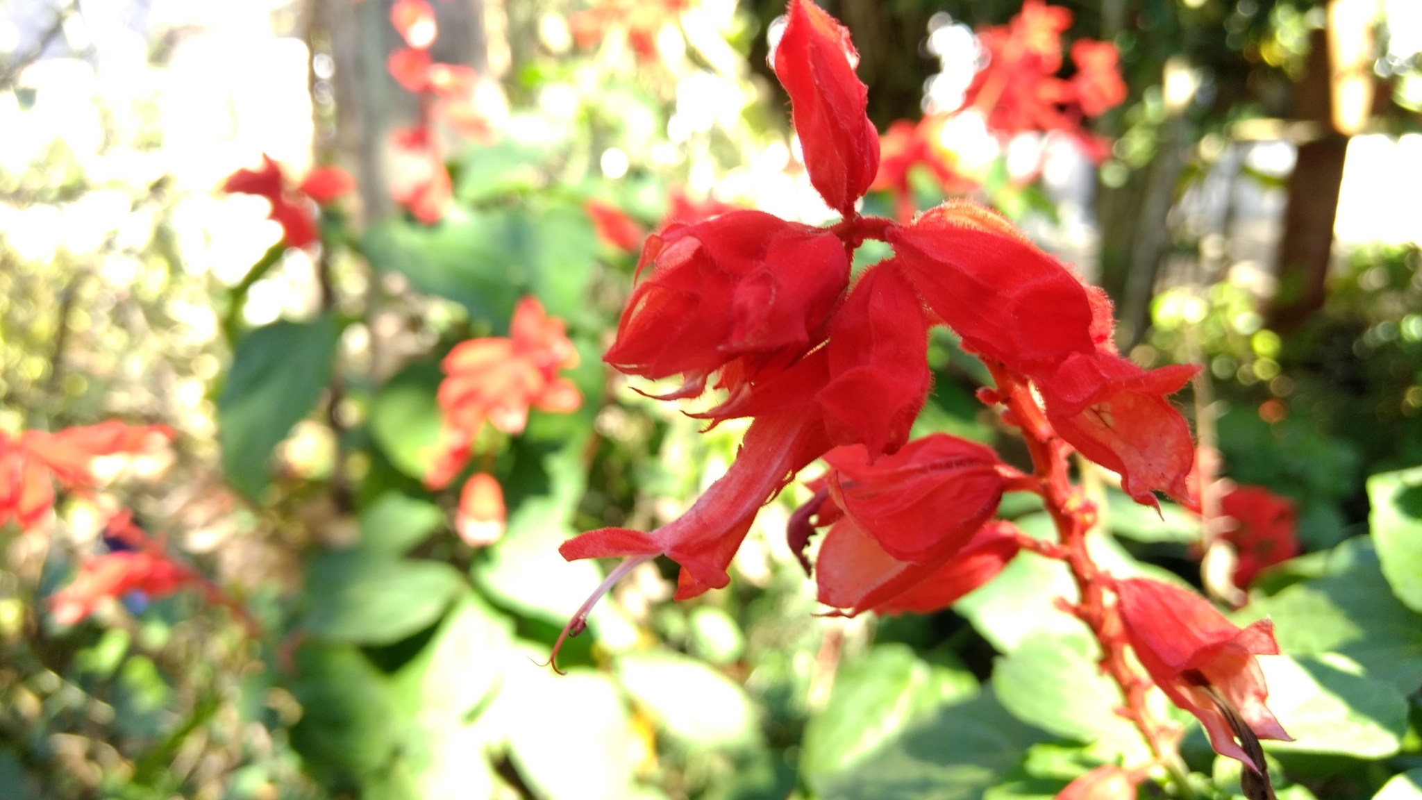 Salvia splendens