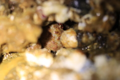 Glebocarcinus oregonensis