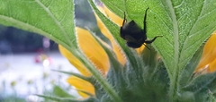 Bombus