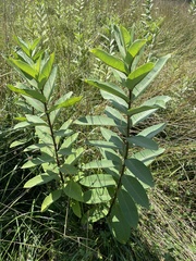 Asclepias syriaca
