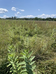 Asclepias syriaca