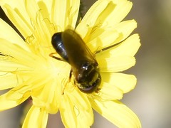 Cheilosia pagana
