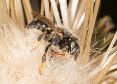Anthidium punctatum