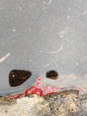 Chlamydomonas nivalis