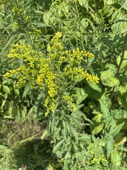 Solidago