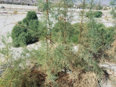 Tamarix ramosissima