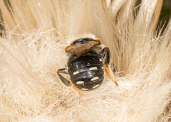 Anthidium punctatum