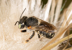 Anthidium punctatum