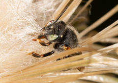 Anthidium punctatum