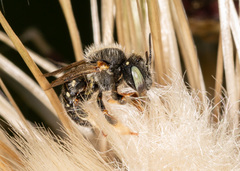 Anthidium punctatum