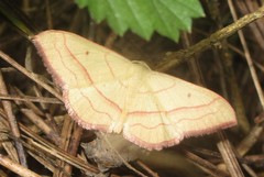 Rhodostrophia stigmatica