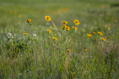 Arnica fulgens