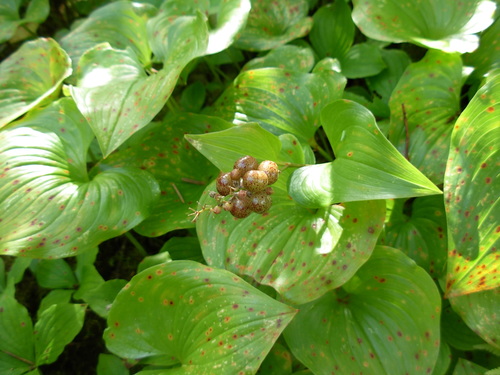 False lily of the valley (Maianthemum dilatatum)