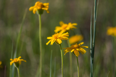 Arnica fulgens