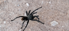 Aphonopelma gabeli