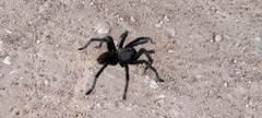 Aphonopelma gabeli