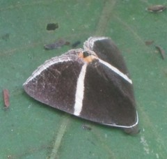 Fodina pallula