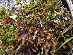 Orthothecium rufescens