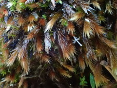 Orthothecium rufescens