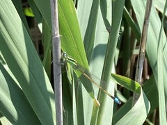 Ischnura ramburii