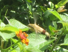 Cephonodes hylas