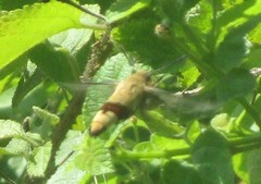 Cephonodes hylas