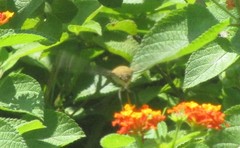 Cephonodes hylas