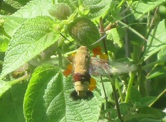 Cephonodes hylas