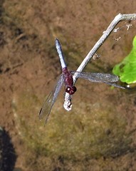 Erythrodiplax melanorubra