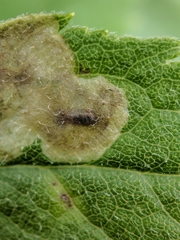 Calycomyza solidaginis