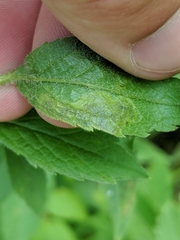 Calycomyza solidaginis