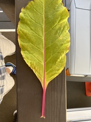 Phytolacca americana