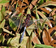 Erythrodiplax melanorubra