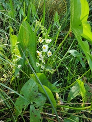 Sagittaria brevirostra