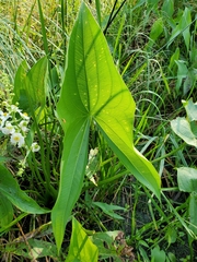 Sagittaria brevirostra
