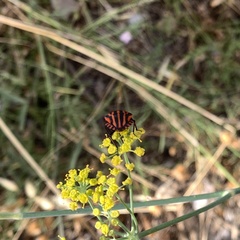 Graphosoma italicum italicum