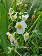 Sagittaria brevirostra