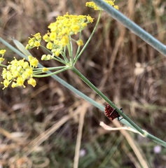 Graphosoma italicum italicum
