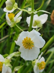 Sagittaria brevirostra