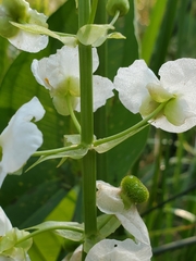Sagittaria brevirostra