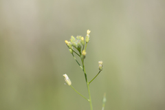 Camelina microcarpa