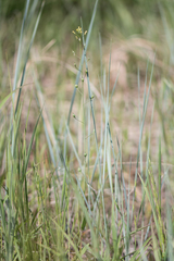 Camelina microcarpa