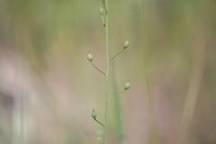 Camelina microcarpa