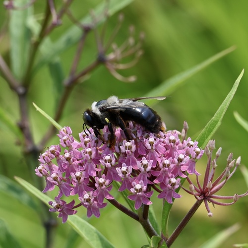 Virginia Carpenter Bee photographed in Indiana